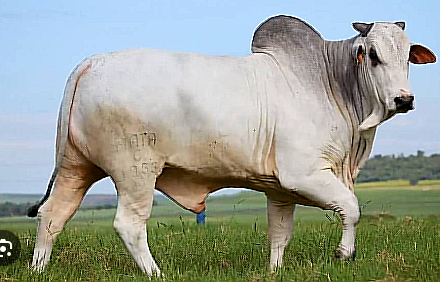 Touro Nelore PO JFMT 04
